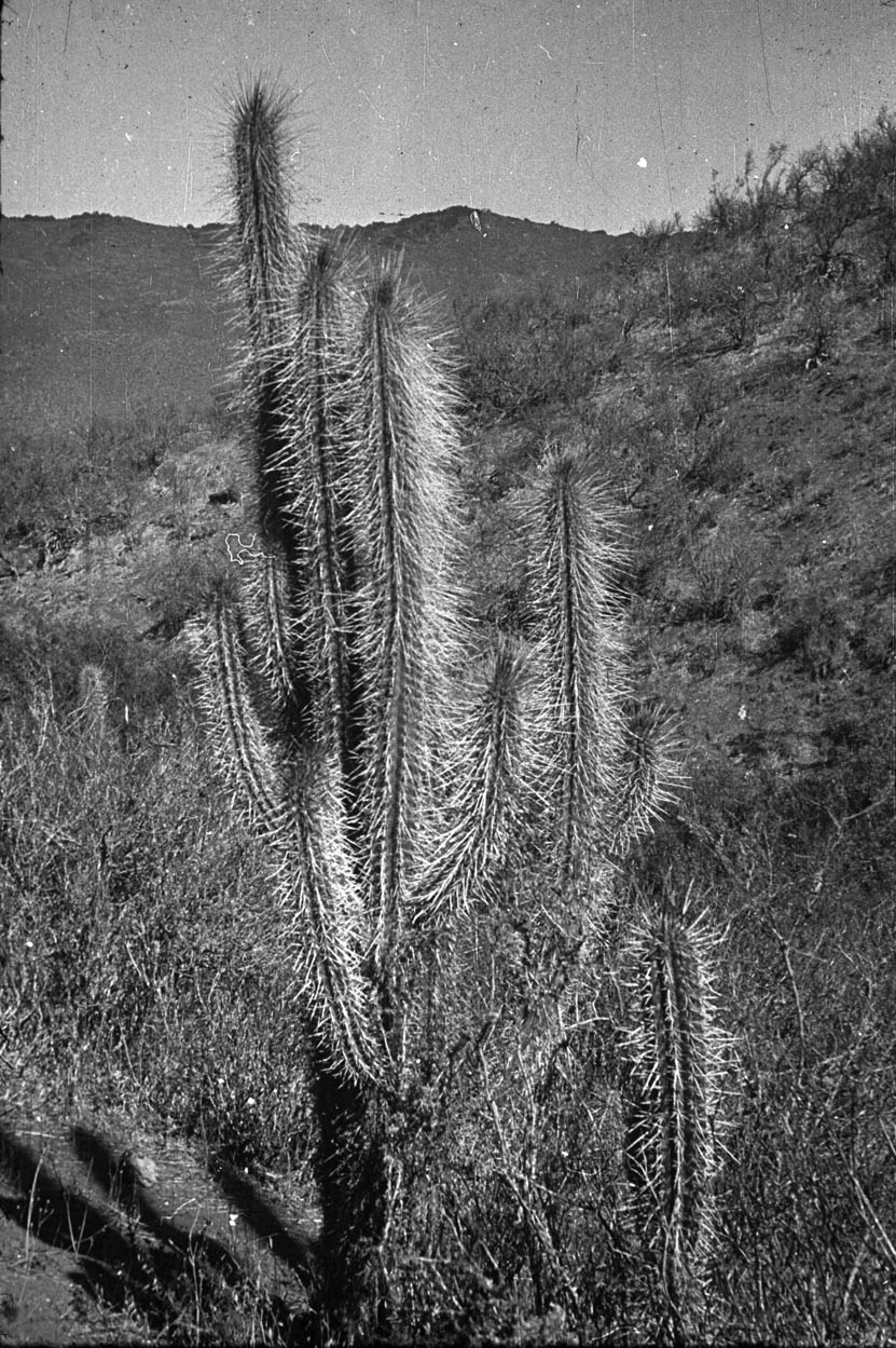 eulychnia acida